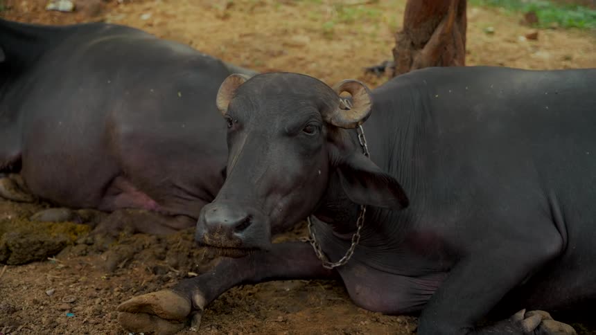 A domestic water buffalo with curved horns and a chain around its neck lays on the ground chewing its cud
