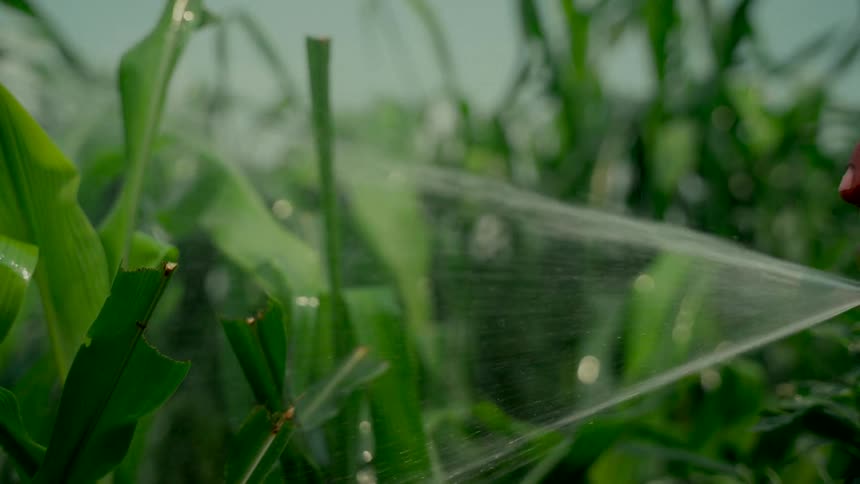 A close-up slow-motion shot of a farmer spraying a fine mist of liquid onto lush green corn stalks