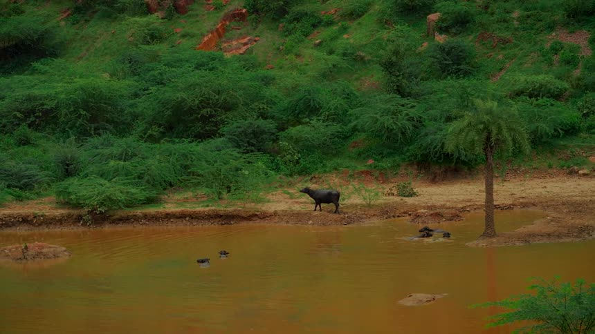 A herd of water buffalo bathes and relaxes in a muddy pond surrounded by a lush green landscape