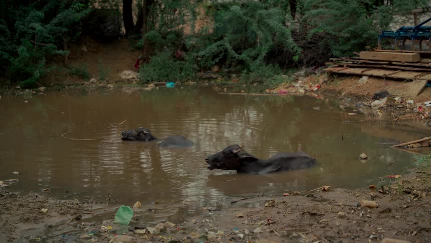 A pair of water buffalo relax in a muddy, trash-filled pond in a rural area