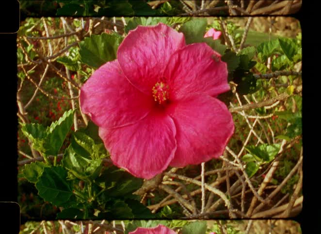 Close-up of a bright pink hibiscus flower on a bush, captured on vintage film