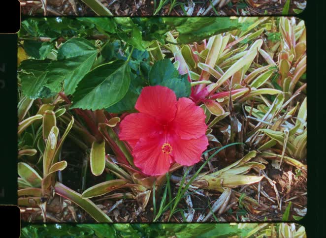 Vintage 8mm film footage captures a close-up of a beautiful pink hibiscus flower in a garden