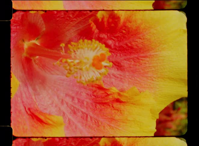 Vintage-style film footage captures a vibrant, multi-colored hibiscus flower in a macro close-up
