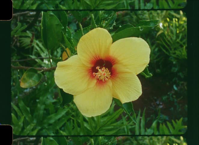 Vintage 35mm film scan shows a vibrant yellow hibiscus flower with a red center surrounded by lush green foliage