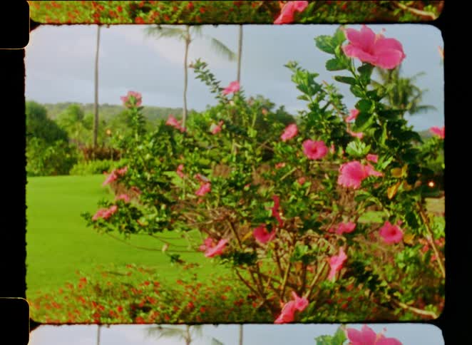 Vintage 8mm footage of pink hibiscus flowers swaying in a gentle breeze in a tropical garden