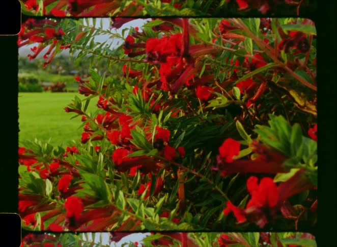 Vibrant red flowers bloom on a lush green bush in a garden, captured with a vintage film aesthetic