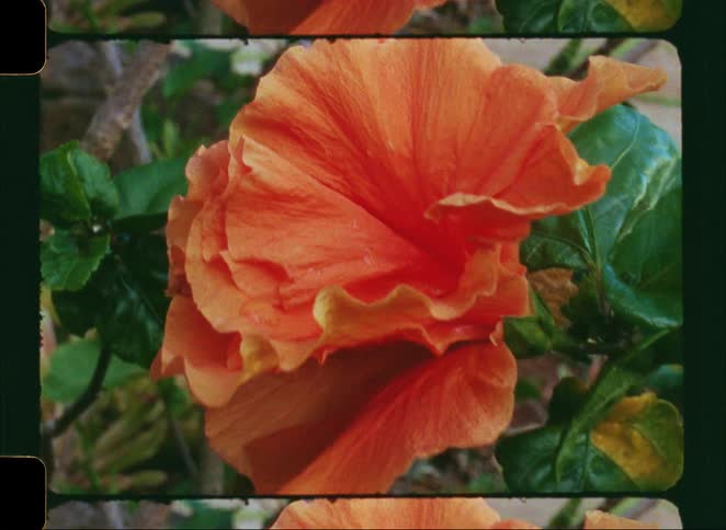A vintage film scan captures a close-up, slow zoom-out of a vibrant orange hibiscus flower in a garden