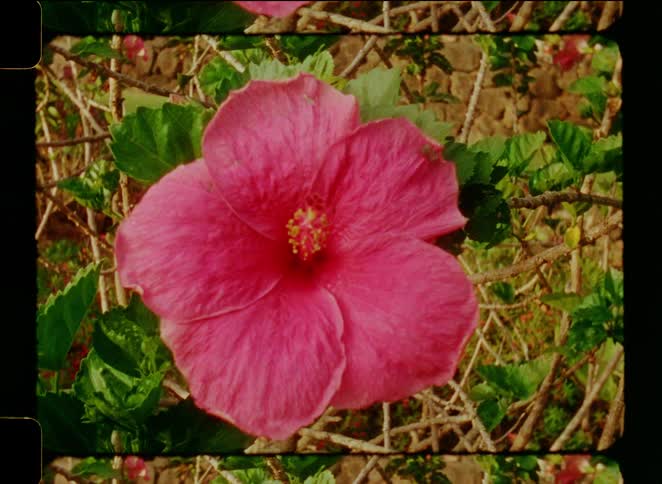 Vintage 8mm film captures a vibrant pink hibiscus flower in full bloom in a garden
