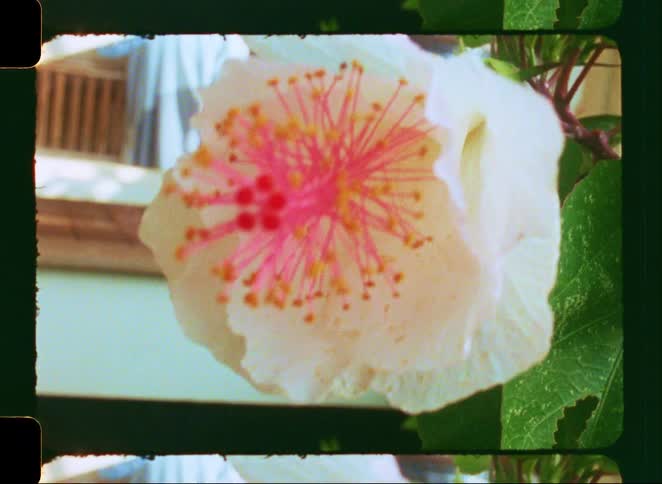 A vintage 8mm film captures a beautiful close-up of a white hibiscus flower with a vibrant pink center