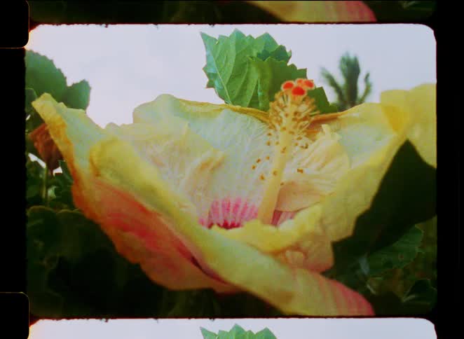 A vintage-style, close-up shot of a beautiful yellow and pink hibiscus flower captured on authentic super 8 film