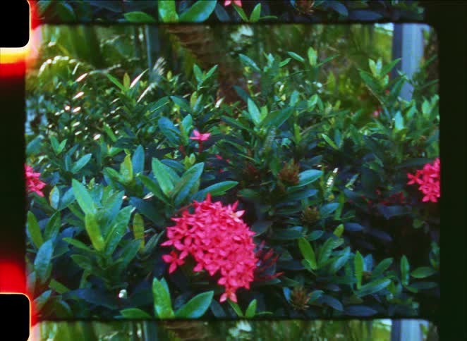 A vintage 8mm film captures a close-up of pink Ixora flowers in a lush, sun-dappled tropical garden