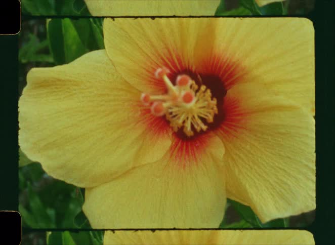 A grainy, vintage film close-up of a beautiful yellow hibiscus flower with a red center swaying gently