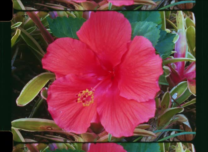 A vintage 8mm film shot of a beautiful red hibiscus flower in full bloom surrounded by green leaves