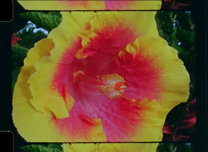 Close-up vintage film shot of a vibrant yellow and pink hibiscus flower gently swaying in a tropical garden