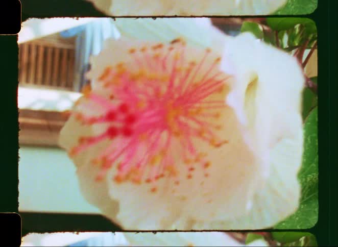 A vintage-style close-up of a beautiful white and pink hibiscus flower gently swaying in the breeze, shot on Super 8 film
