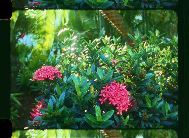 A vintage, grainy film shot captures vibrant pink flowers blooming amidst lush green foliage in a sun-dappled tropical garden