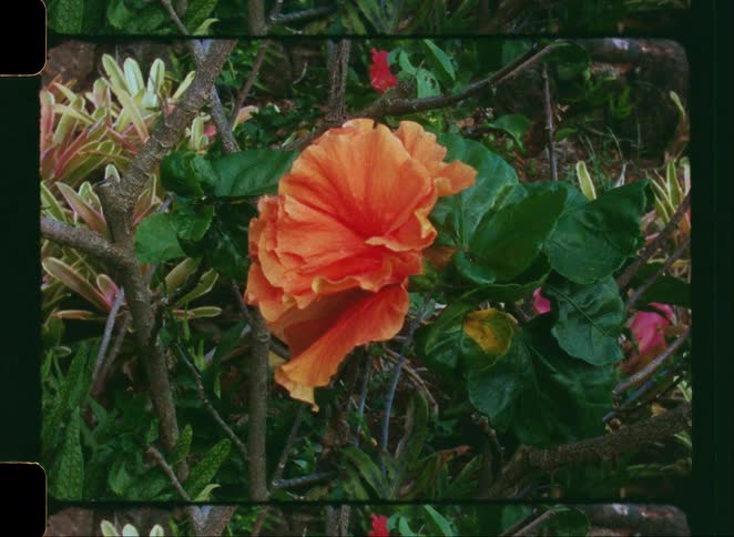 An archival shot of a single orange hibiscus flower with ruffled petals in a tropical garden setting