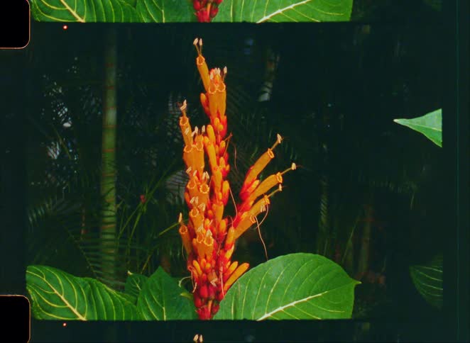 A vibrant orange and red tropical flower stands out against a dark, lush green background in a vintage film still