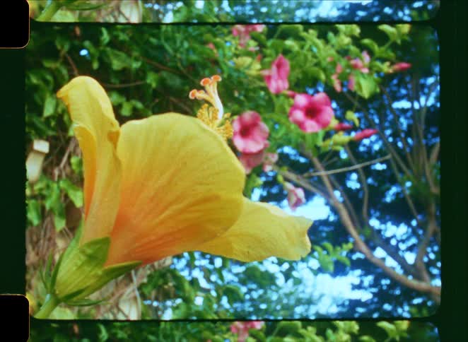 A vintage film style close-up of a vibrant yellow hibiscus flower blooming in a lush garden with pink flowers in the background