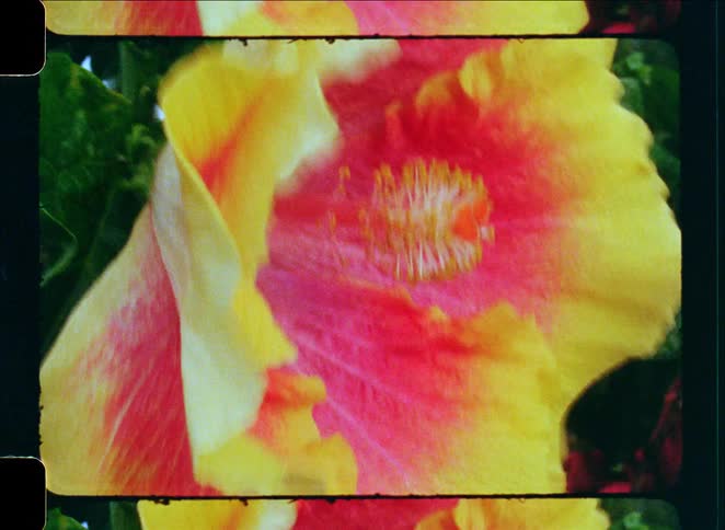 Vintage 8mm film captures the delicate details of a colorful pink and yellow hibiscus flower swaying in the breeze