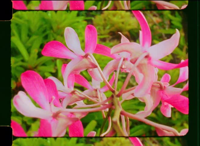 A vintage, 8mm-style close-up shot of vibrant pink and white orchid flowers swaying gently in a lush green garden