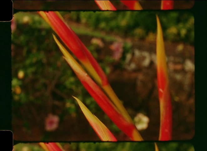 A macro view on vintage film captures the vibrant red and yellow stalks of a tropical heliconia plant