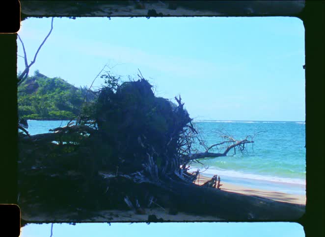 An archival film shot of a large uprooted tree washed ashore on a tranquil tropical beach