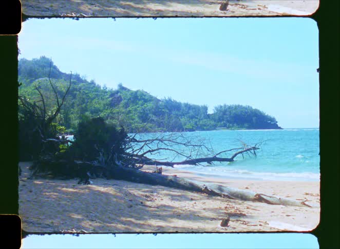 A vintage film scan captures a tranquil tropical beach scene with a large fallen tree resting on the sand as gentle waves lap the shore