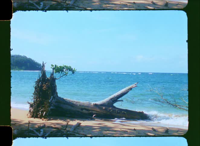 Vintage film footage captures an uprooted tree lying on a sandy tropical beach as gentle ocean waves wash ashore