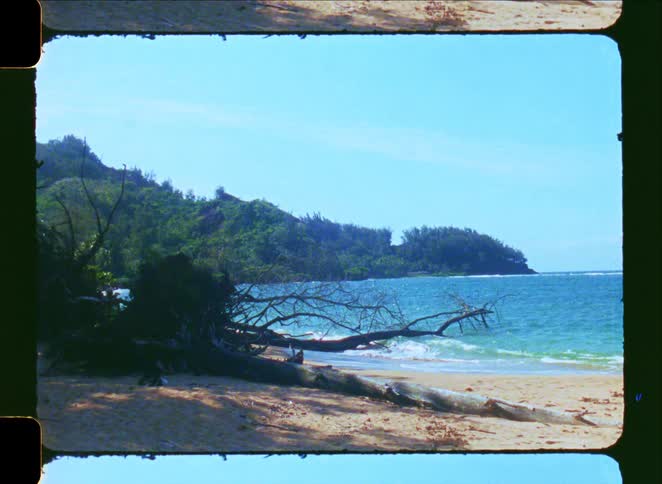 A vintage film scan captures a serene tropical beach with a large fallen tree resting on the sand and reaching into the blue ocean