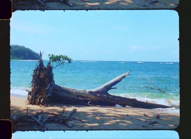 A vintage 8mm film clip shows an uprooted tree on a tropical beach with gentle ocean waves lapping the shore