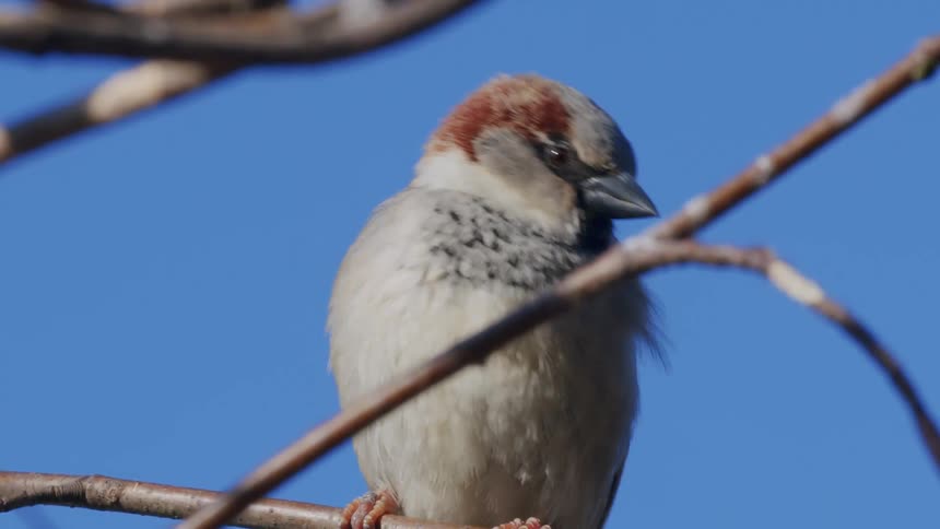 A stunning slow-motion close-up of a male house sparrow perched on a bare branch against a clear blue sky before it flies away