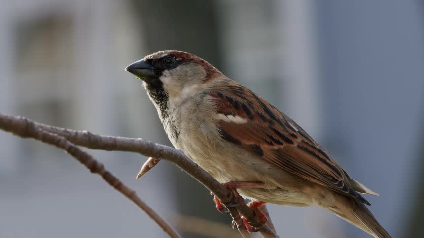 Close-up slow-motion shot of a male house sparrow taking flight from a bare branch
