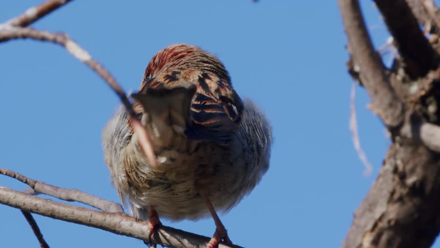 A detailed close-up shot shows a small sparrow perched on a bare tree branch against a clear blue sky before flying away