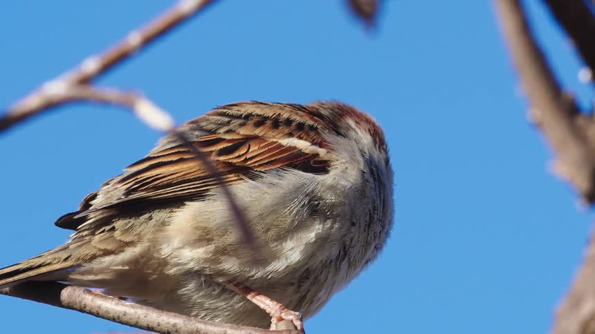 A fluffy house sparrow dozes while perched on a bare tree branch against a bright blue sky
