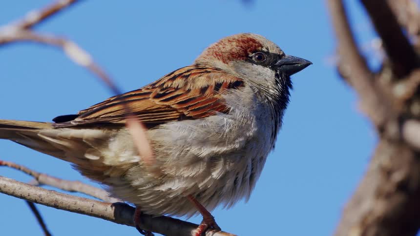 A detailed slow-motion close-up shows a charming sparrow singing on a tree limb under a vibrant blue sky