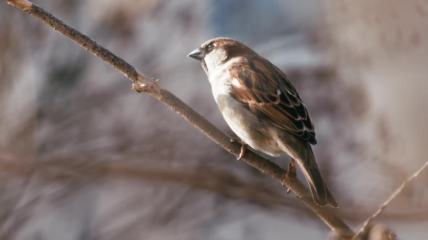 A close-up shot of a house sparrow perched on a bare branch before flying away in slow motion