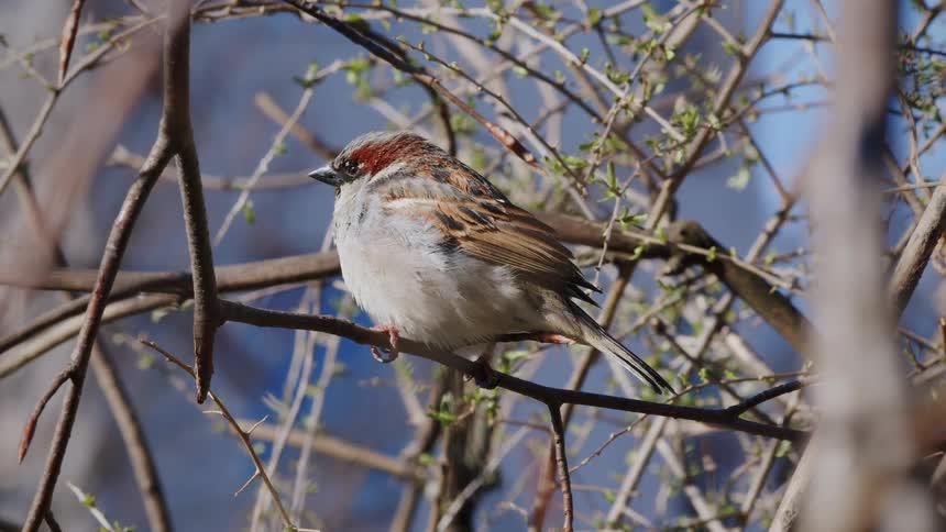 A detailed close-up of a charming male house sparrow perched on a thin, budding branch, chirping in the spring sunshine