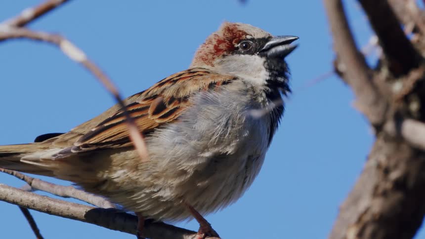 A detailed close-up of a small house sparrow chirping while perched on a bare branch against a bright blue sky