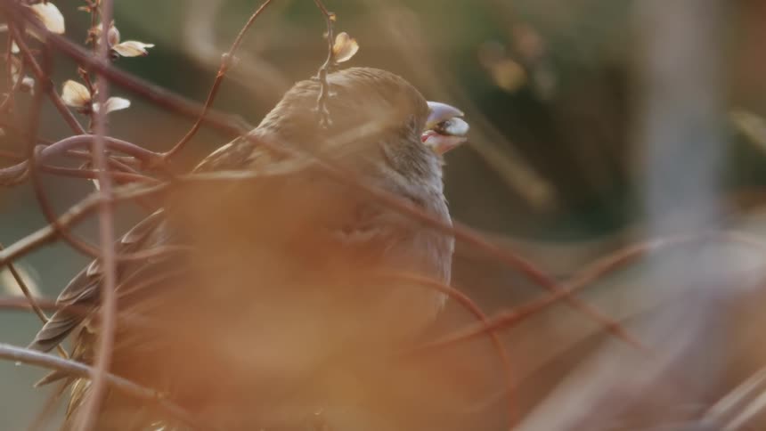 A small sparrow enjoys a seed in super slow motion, perched amongst the delicate, warm-toned branches of a bush