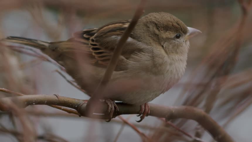 A small, brown house sparrow rests on a bare branch, observed through the foliage during a chilly day