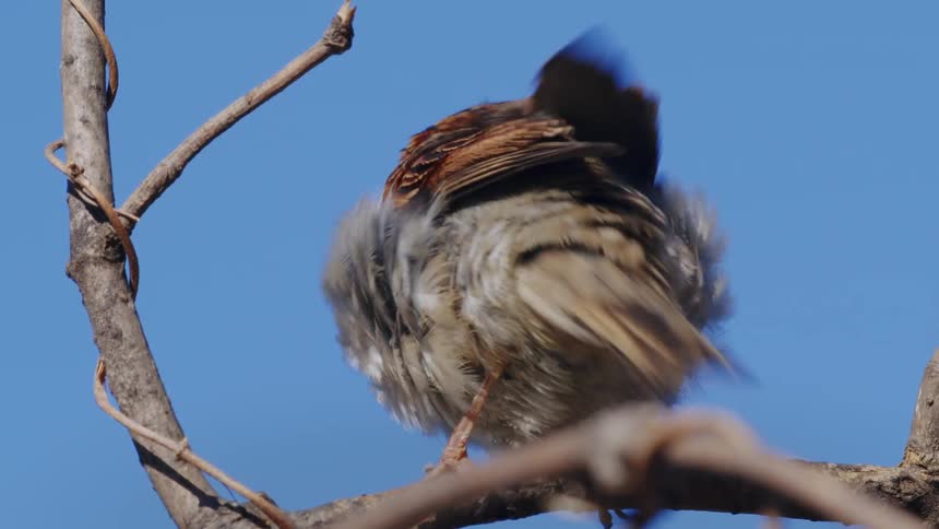 A single sparrow with brown and white feathers preens itself while sitting on a bare tree branch against a clear blue sky