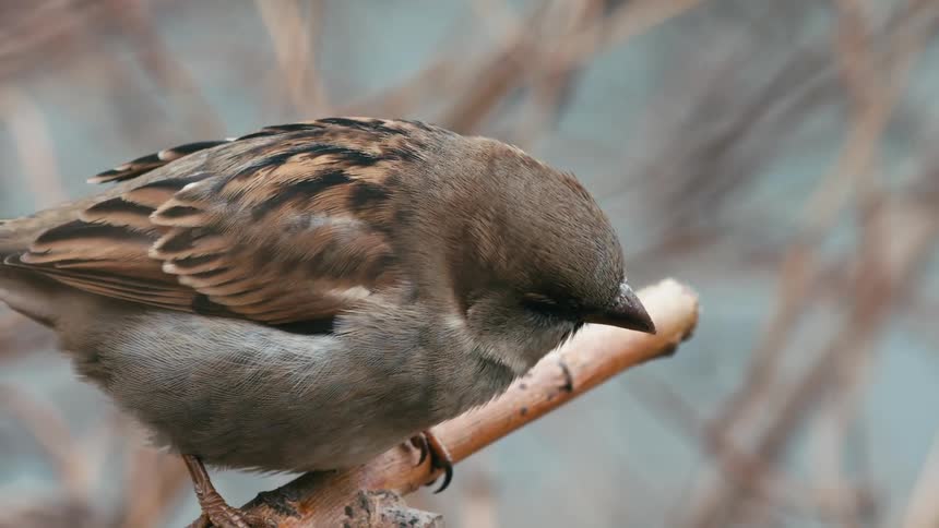 An extreme close-up slow-motion shot of a sleepy house sparrow perched on a thin branch
