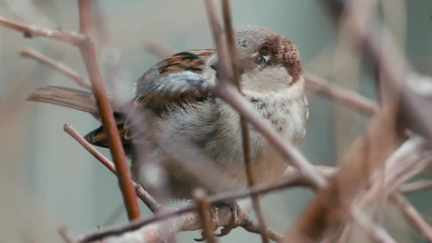 A sleepy sparrow rests peacefully among the bare branches of a tree