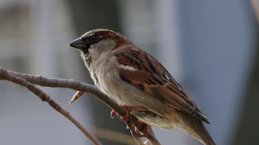 A closeup slow motion shot of a small sparrow perched on a bare branch, closing its eyes before chirping