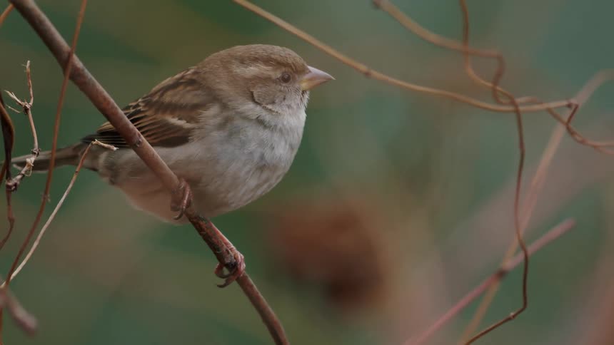 A small brown sparrow sits on a thin vine, fluffs its wings, and takes off in a detailed slow-motion shot