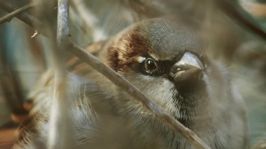 An extreme close-up of a house sparrow peeking through thin branches, blinking and looking around