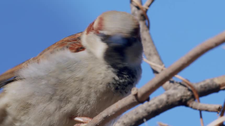 A detailed close-up of a male house sparrow perched on a bare branch against a bright blue sky