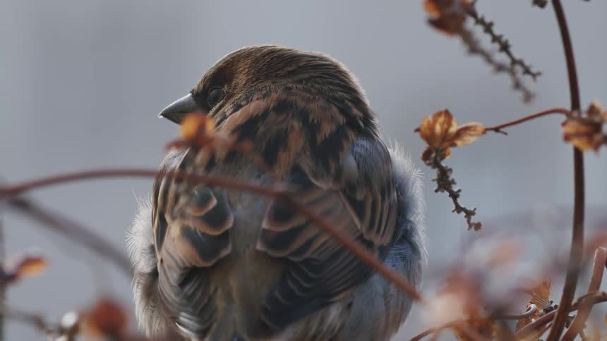 A macro close-up shot of a sleepy sparrow resting on a delicate branch and fluffing its feathers
