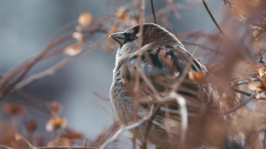 A close-up, slow-motion shot of a small sparrow perched on a bare branch during a cool autumn day